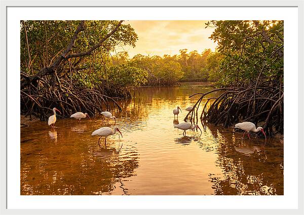Golden Hour Ibis Gathering