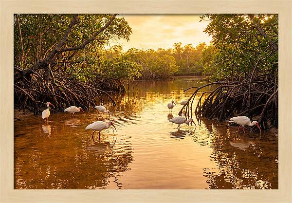 Golden Hour Ibis Gathering