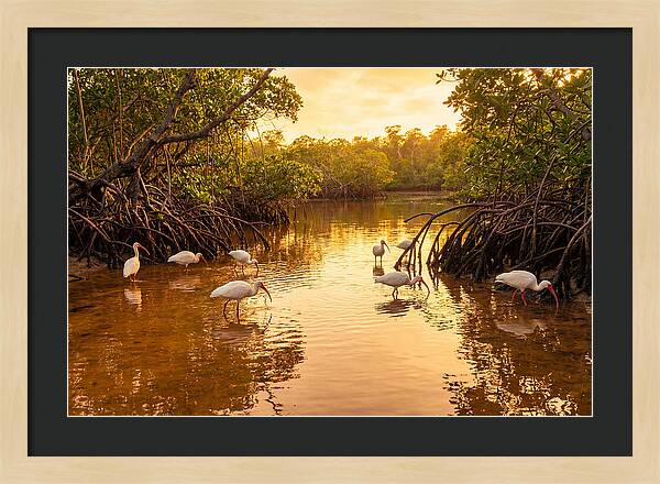Golden Hour Ibis Gathering
