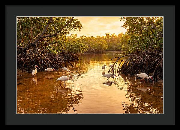 Golden Hour Ibis Gathering