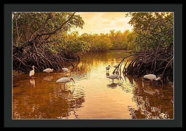 Golden Hour Ibis Gathering