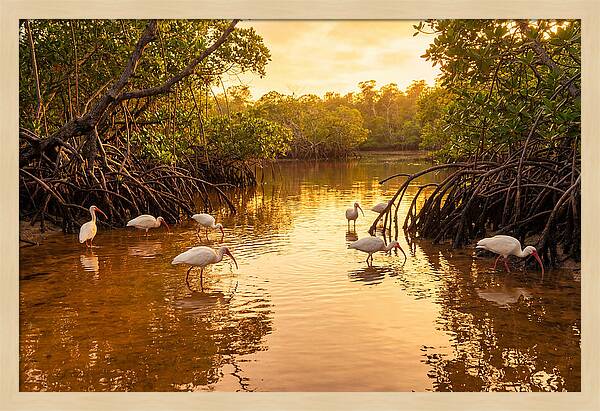 Golden Hour Ibis Gathering