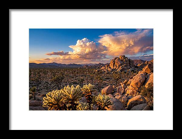 Golden Hour In Joshua Tree