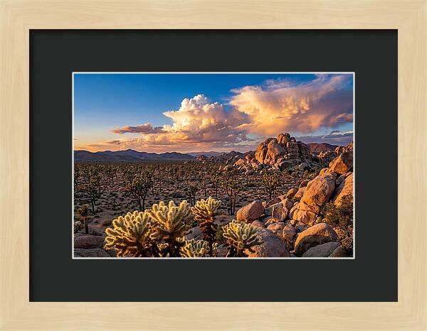 Golden Hour In Joshua Tree