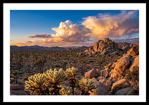 Golden Hour In Joshua Tree
