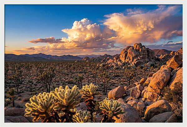 Golden Hour In Joshua Tree