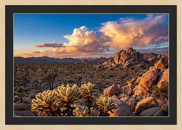 Golden Hour In Joshua Tree
