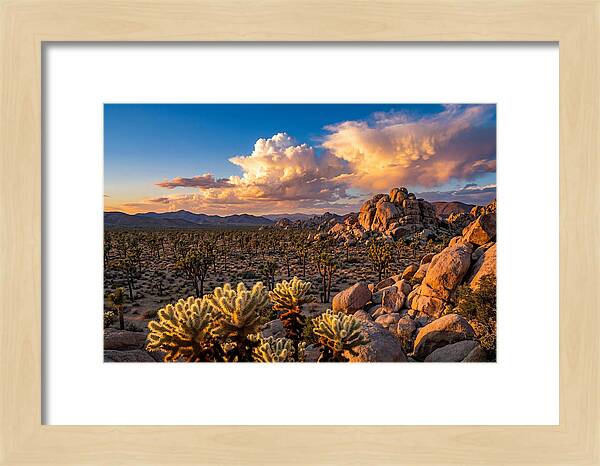 Golden Hour In Joshua Tree
