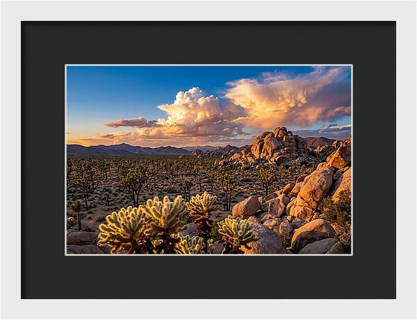 Golden Hour In Joshua Tree