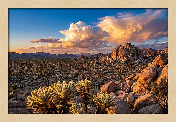 Golden Hour In Joshua Tree