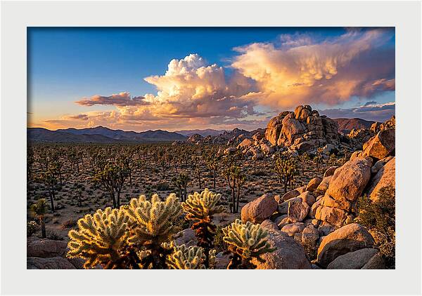 Golden Hour In Joshua Tree