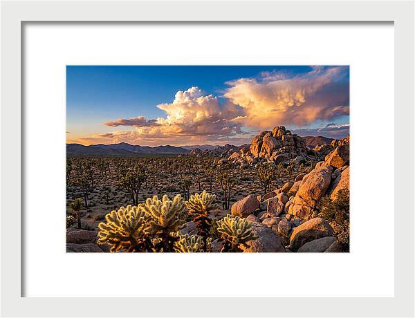 Golden Hour In Joshua Tree