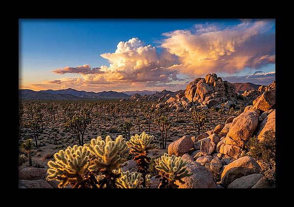 Golden Hour In Joshua Tree