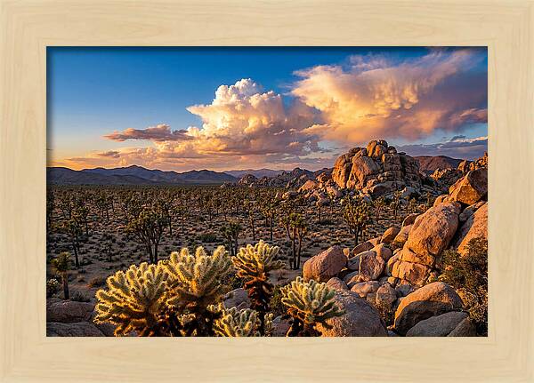 Golden Hour In Joshua Tree