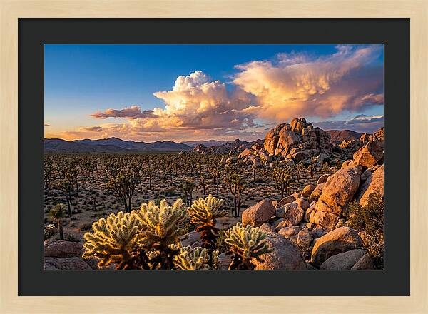 Golden Hour In Joshua Tree