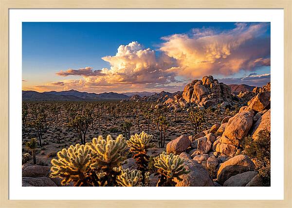 Golden Hour In Joshua Tree