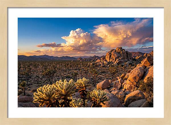 Golden Hour In Joshua Tree