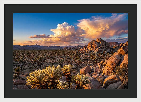 Golden Hour In Joshua Tree