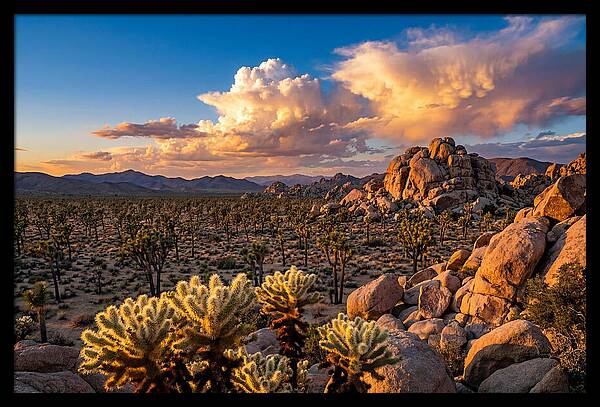 Golden Hour In Joshua Tree