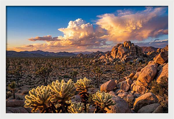 Golden Hour In Joshua Tree