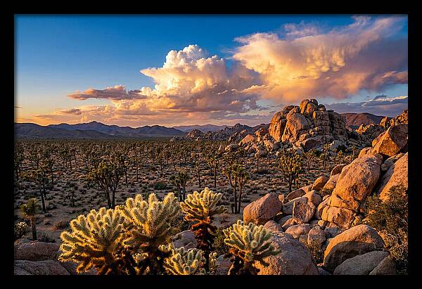 Golden Hour In Joshua Tree