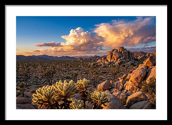 Golden Hour In Joshua Tree