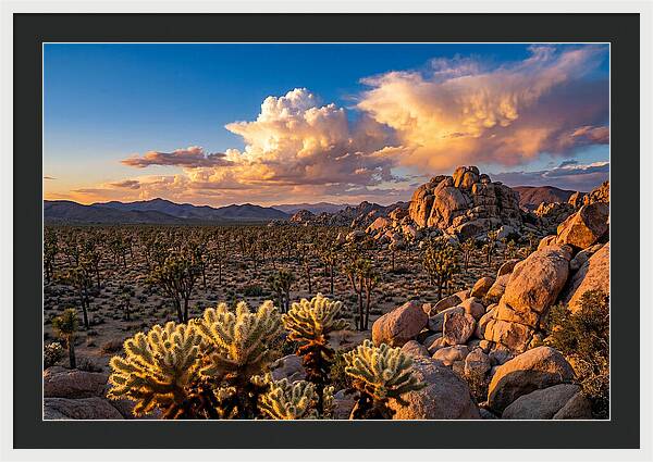 Golden Hour In Joshua Tree