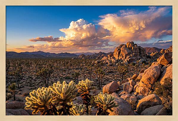 Golden Hour In Joshua Tree