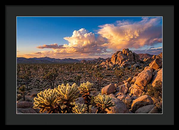 Golden Hour In Joshua Tree