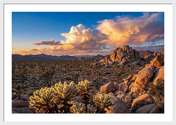 Golden Hour In Joshua Tree
