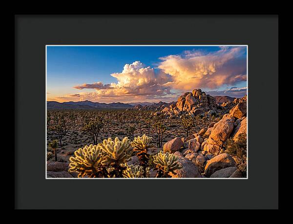 Golden Hour In Joshua Tree