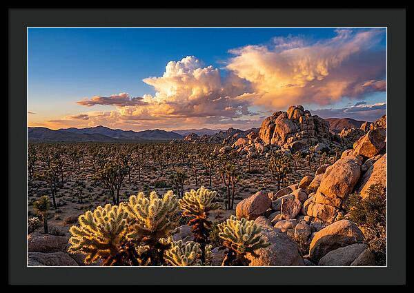 Golden Hour In Joshua Tree