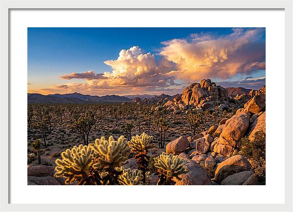 Golden Hour In Joshua Tree
