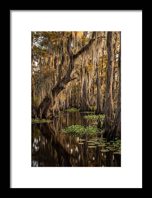 Golden Hour In The Bayou