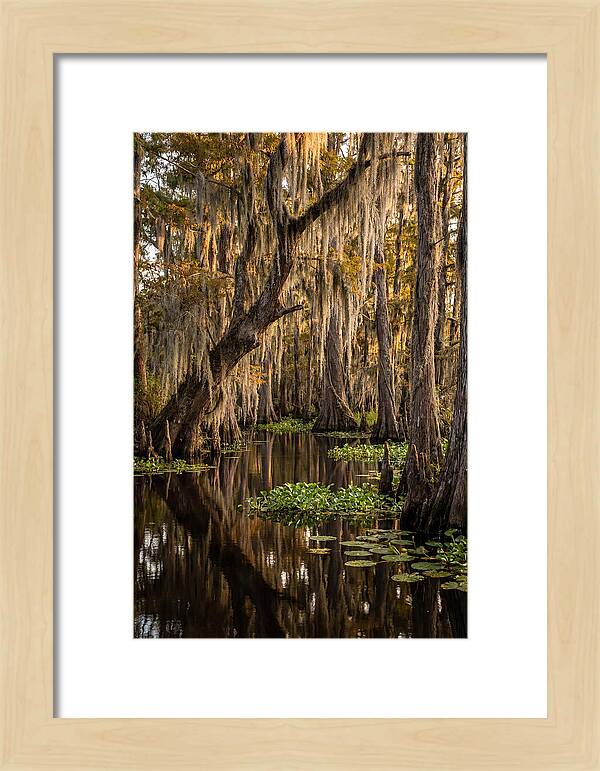 Golden Hour In The Bayou