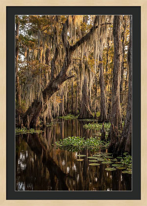 Golden Hour In The Bayou