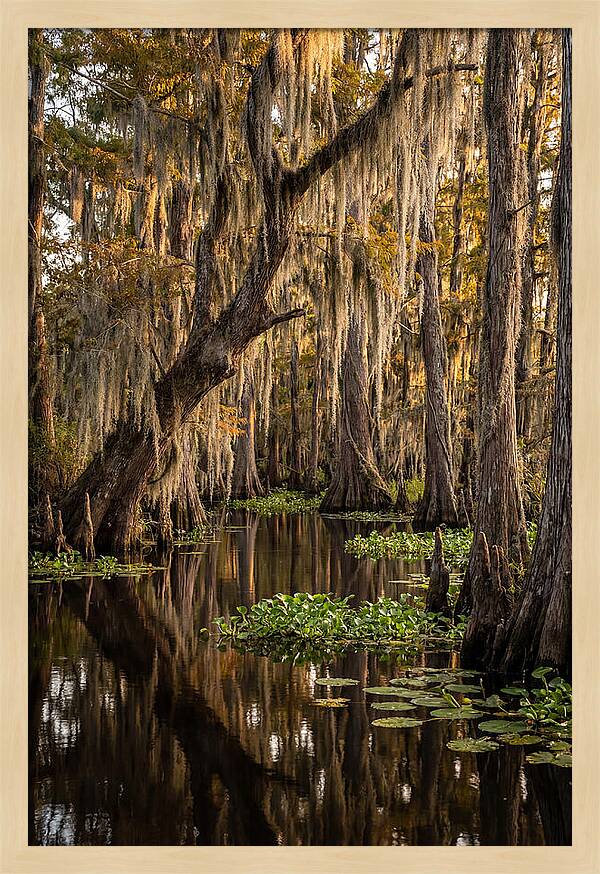 Golden Hour In The Bayou
