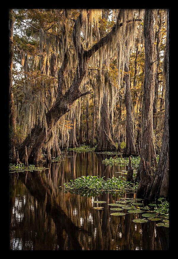 Golden Hour In The Bayou