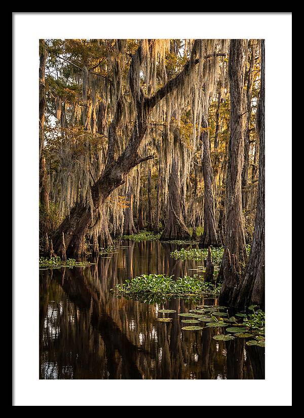 Golden Hour In The Bayou