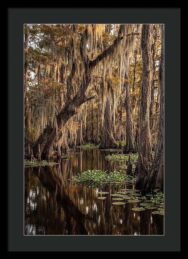 Golden Hour In The Bayou