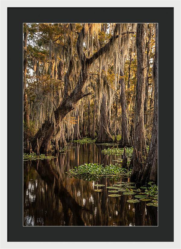 Golden Hour In The Bayou