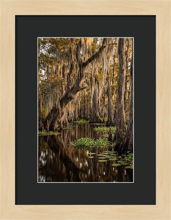 Golden Hour In The Bayou