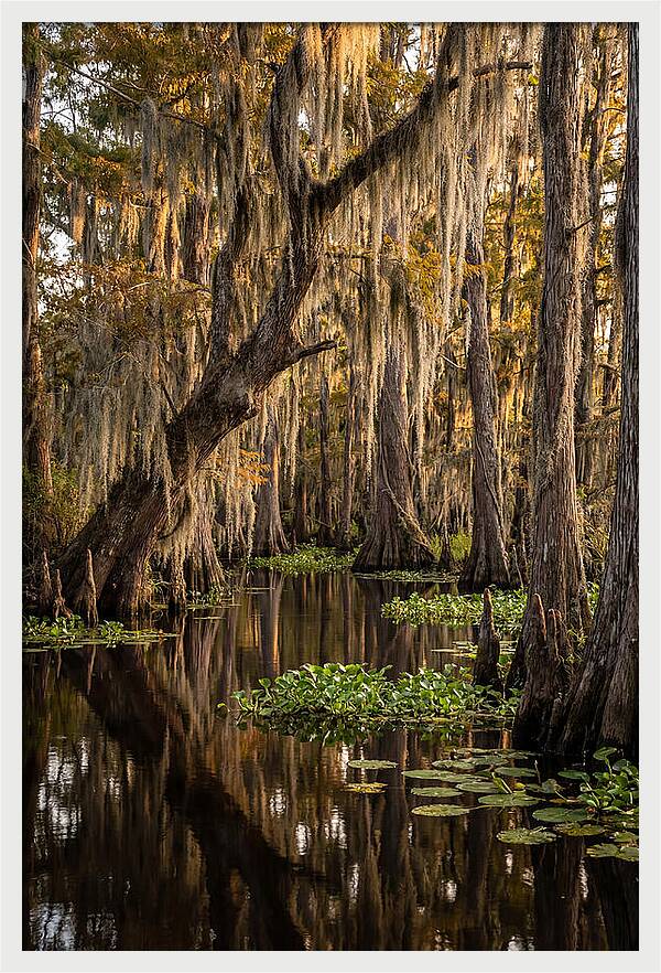 Golden Hour In The Bayou