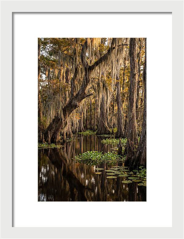Golden Hour In The Bayou