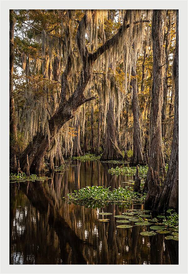 Golden Hour In The Bayou