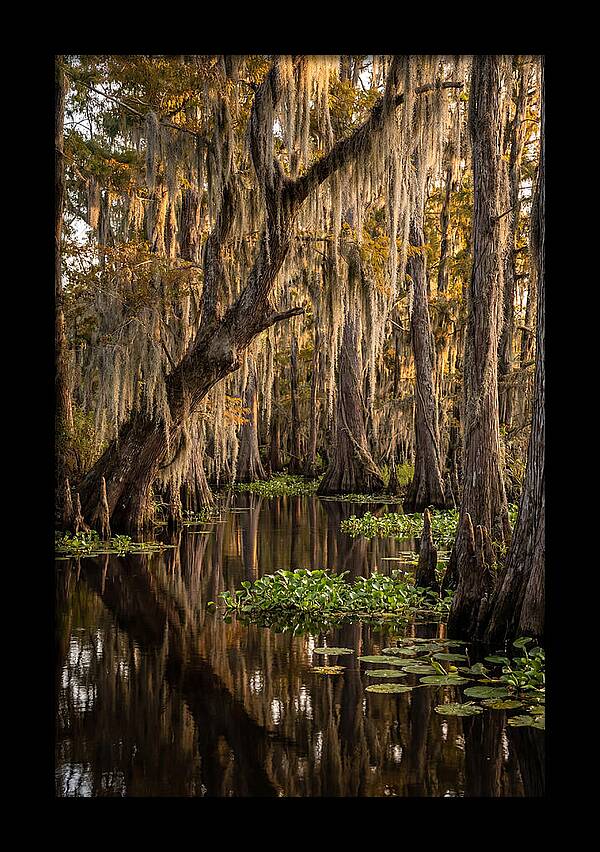 Golden Hour In The Bayou