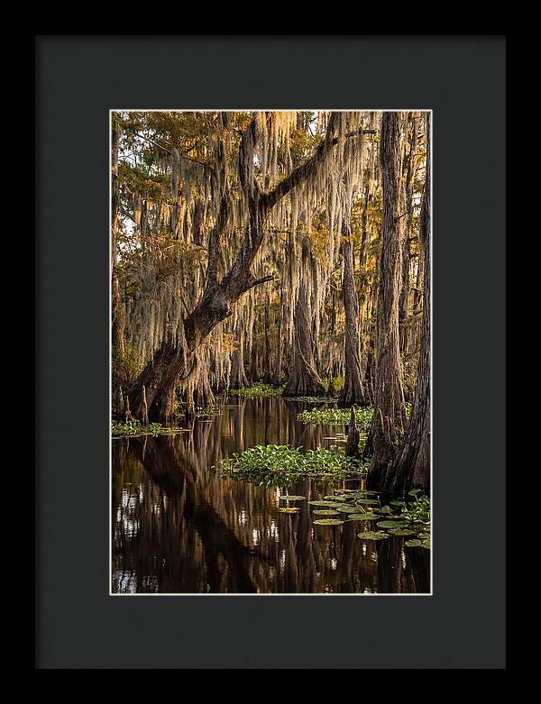 Golden Hour In The Bayou