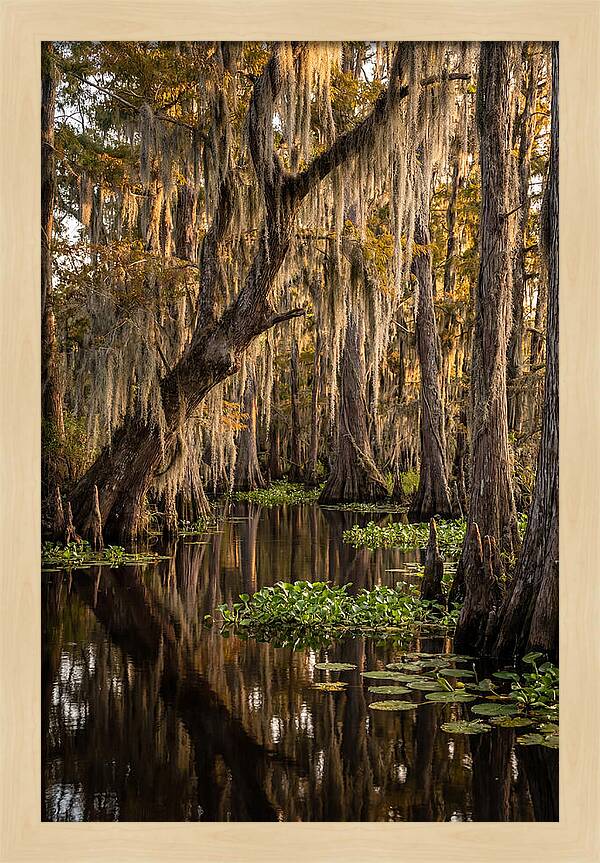 Golden Hour In The Bayou