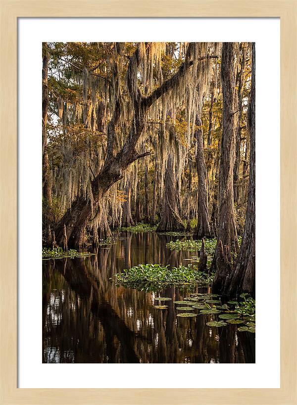 Golden Hour In The Bayou