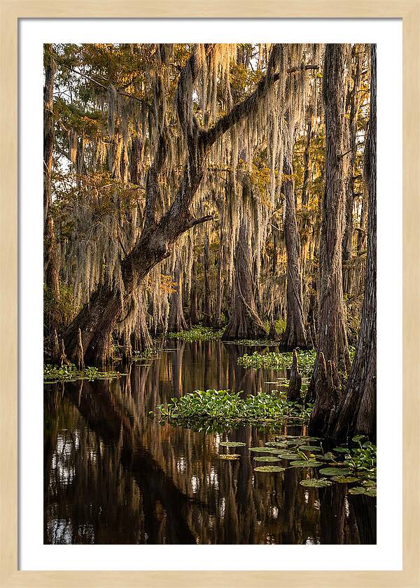 Golden Hour In The Bayou